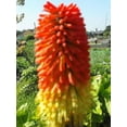 thumbnail image 5 of 50 Seeds TORCH LILY Red Hot Poker / Tritoma / Kniphofia Uvaria Flower Seeds, 5 of 8