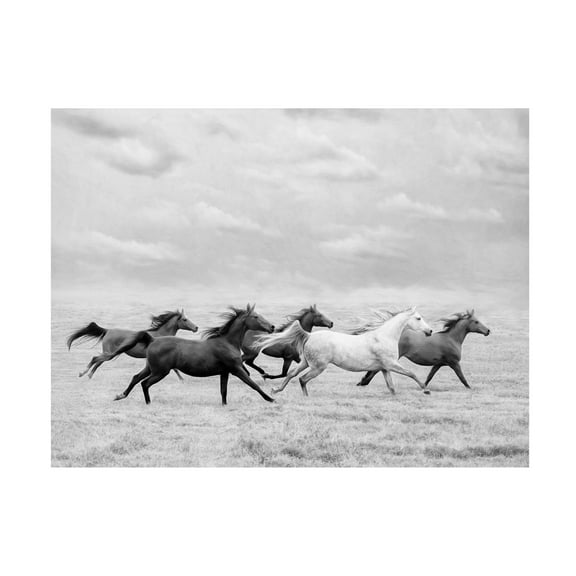 PHBurchett 'Horse Run I' Canvas Art