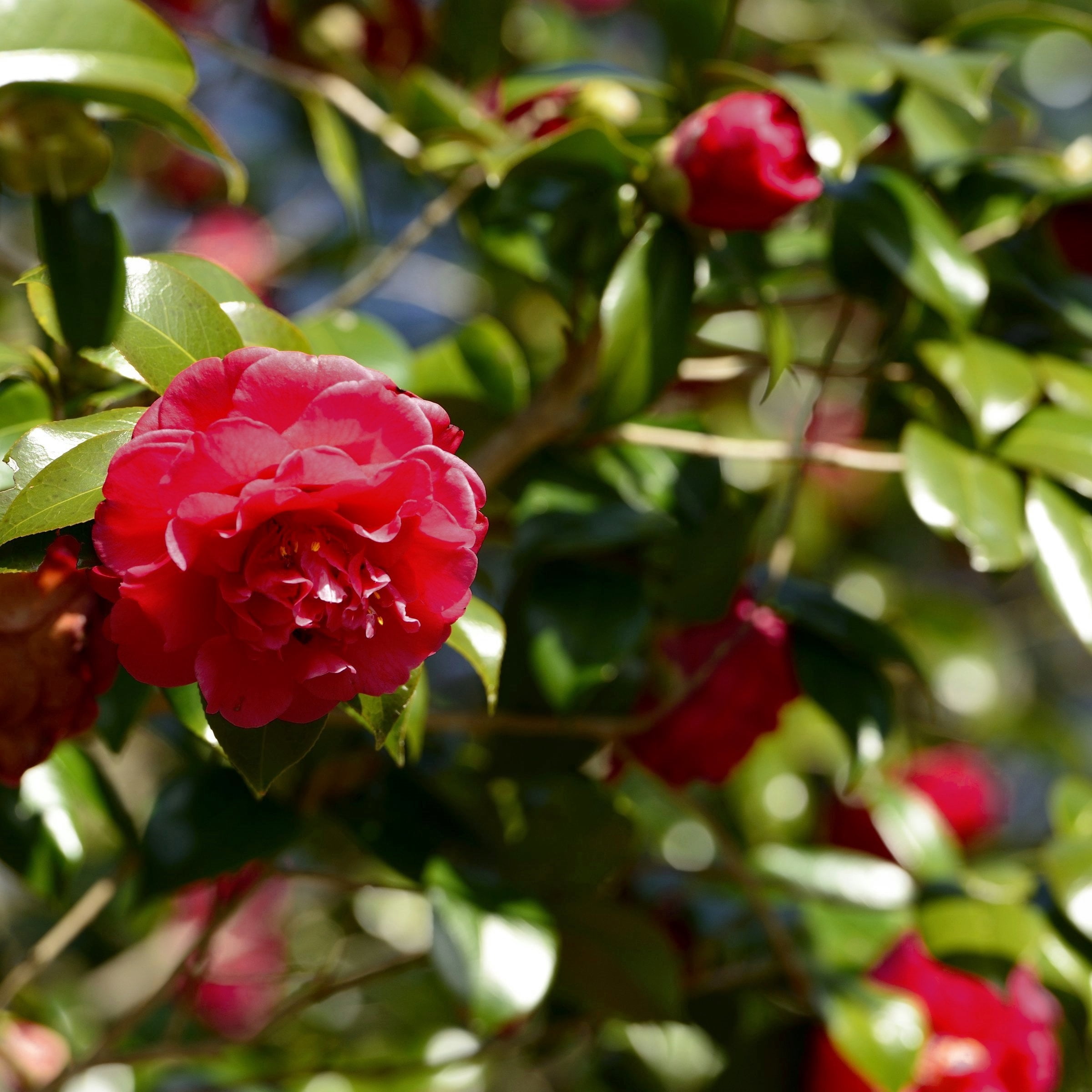 National Plant Network 3 gal. Camellia Black Magic Live Shrub