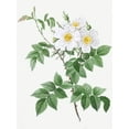 thumbnail image 2 of Redoute, Pierre Joseph 15x18 Gold Ornate Wood Framed with Double Matting Museum Art Print Titled - Short styled rose with yellow and white flowers, Rosa brevistyla leucochroa, 2 of 4