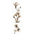 thumbnail image 2 of Koetsier, Albert 13x32 Black Ornate Wood Framed with Double Matting Museum Art Print Titled - Sepia Floral Tryp Tych I, 2 of 4