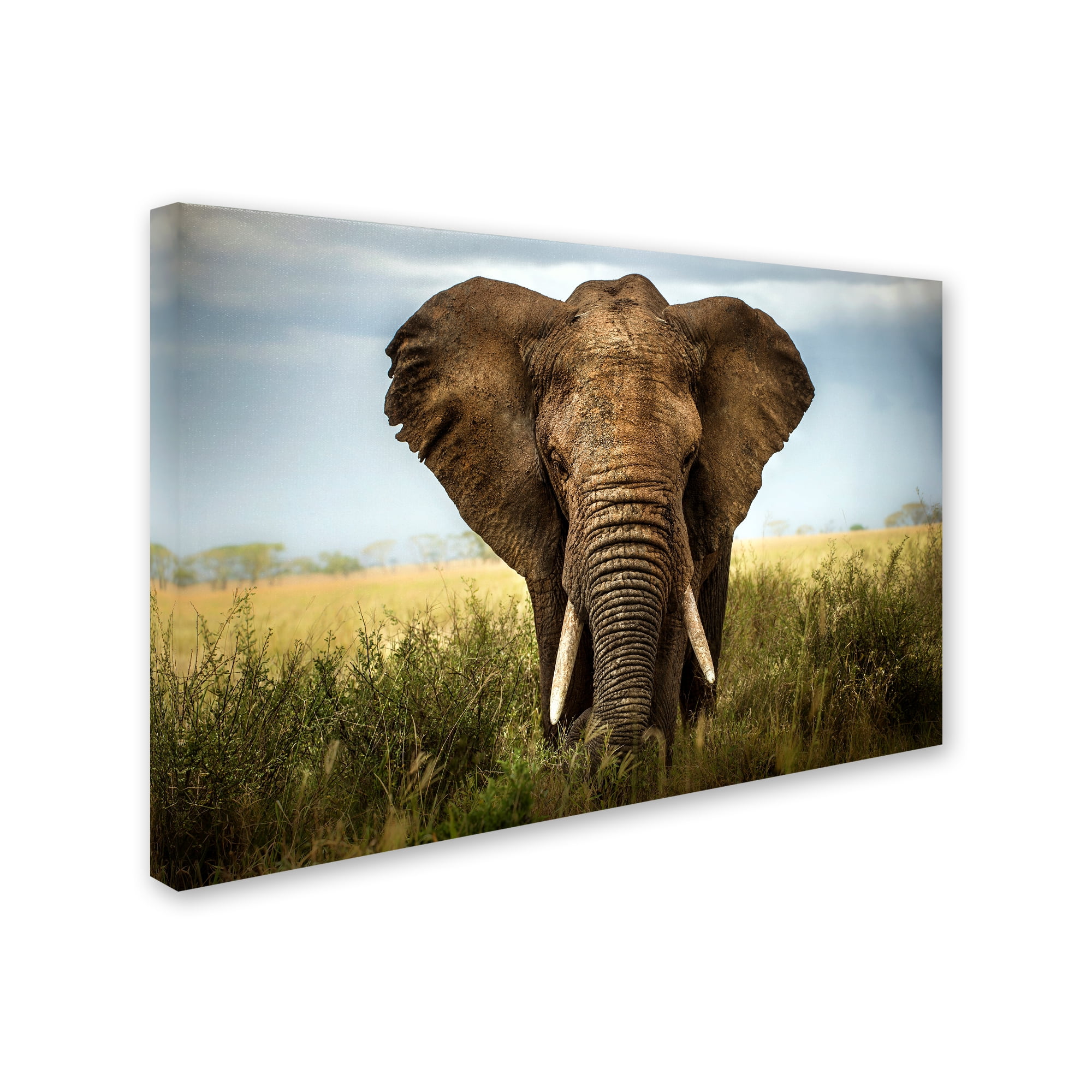 Trademark Fine Art 'Encounters In Serengeti' Canvas Art by Alberto Ghizzi Panizza