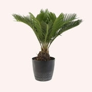 American Plant Exchange King Sago Palm Tree, 6-Inch Pot, Live Plant, Cycad, Perfect for Bright Windows and Outdoor Gardens
