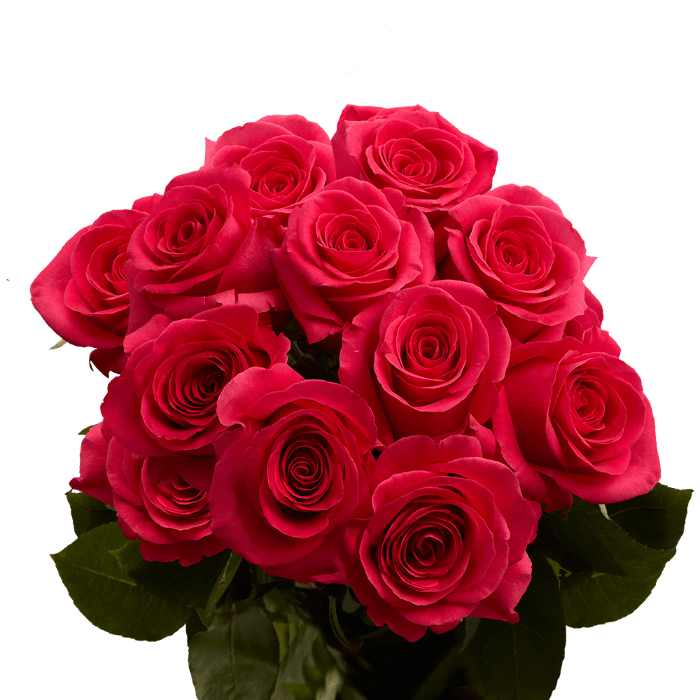 One Dozen Hot Pink Roses Fresh Flower Delivery