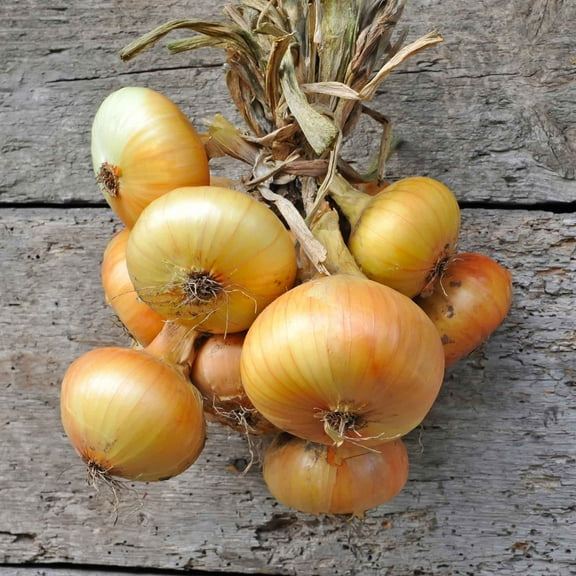Eden Brothers Onion Seeds (Short Day) - Yellow Granex