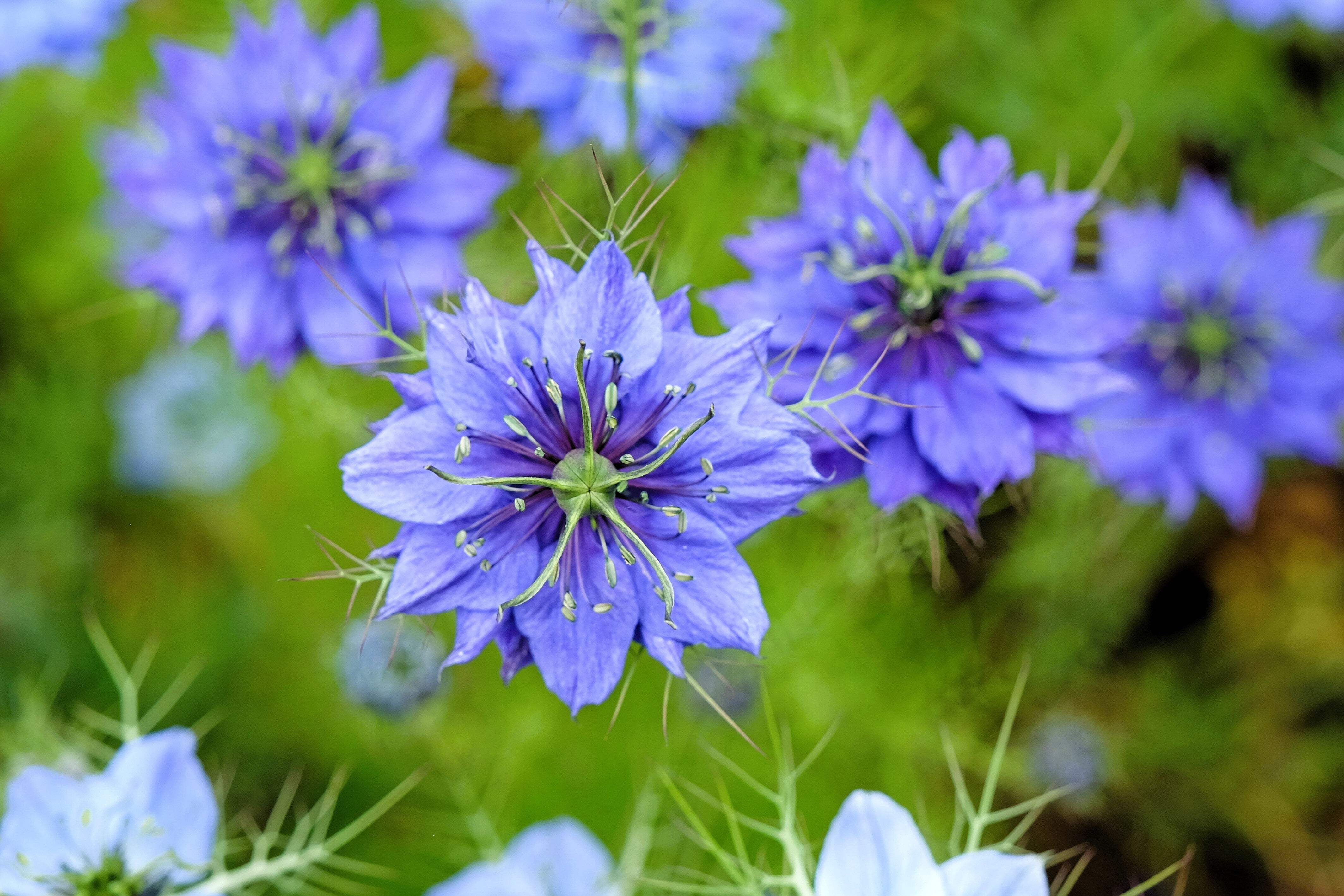 Love In A Mist Miss Jekyll Flower Seeds - Thumbnail 2