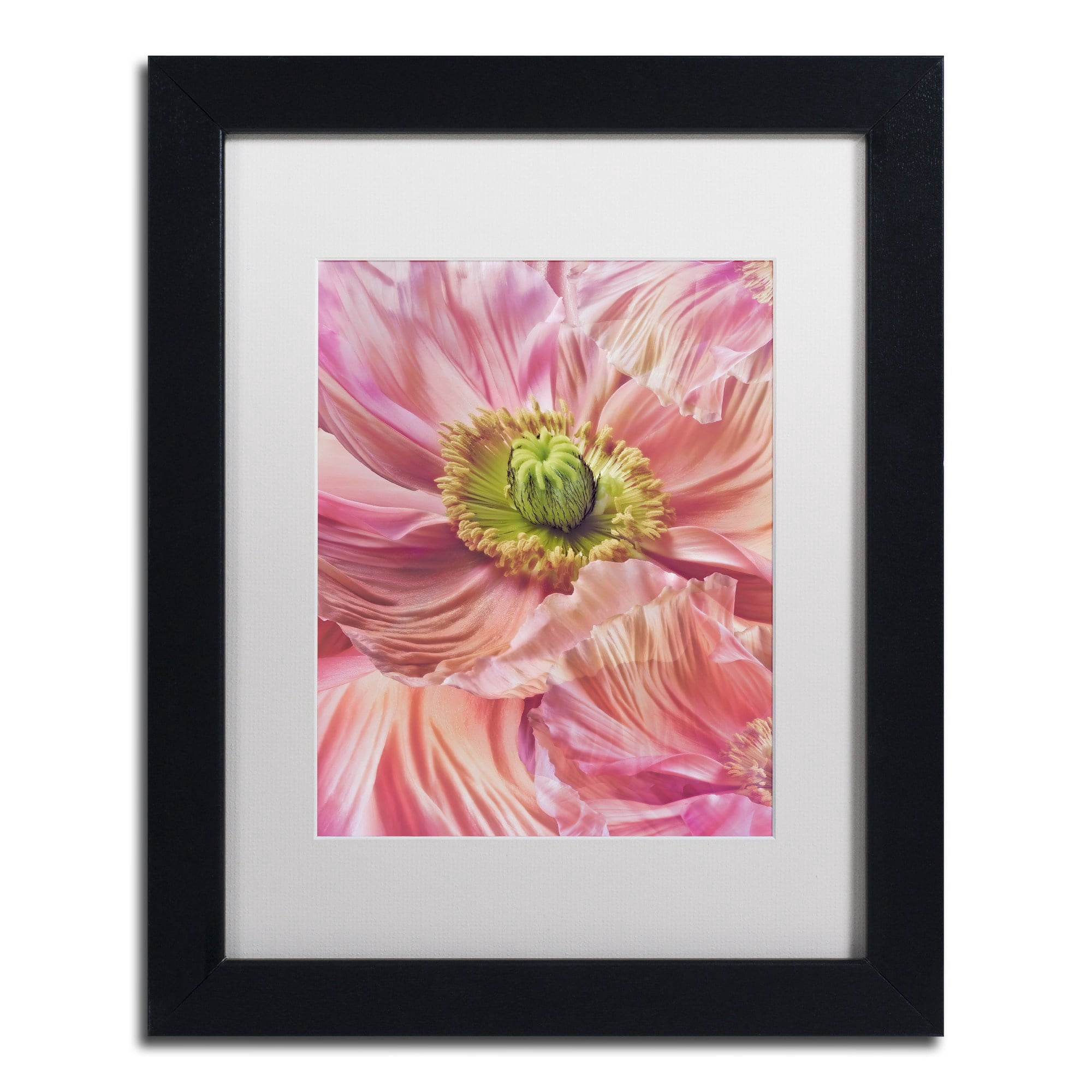 Trademark Fine Art 'Cerise Pink Poppy' Canvas Art by Cora Niele, White Matte, Wood Frame