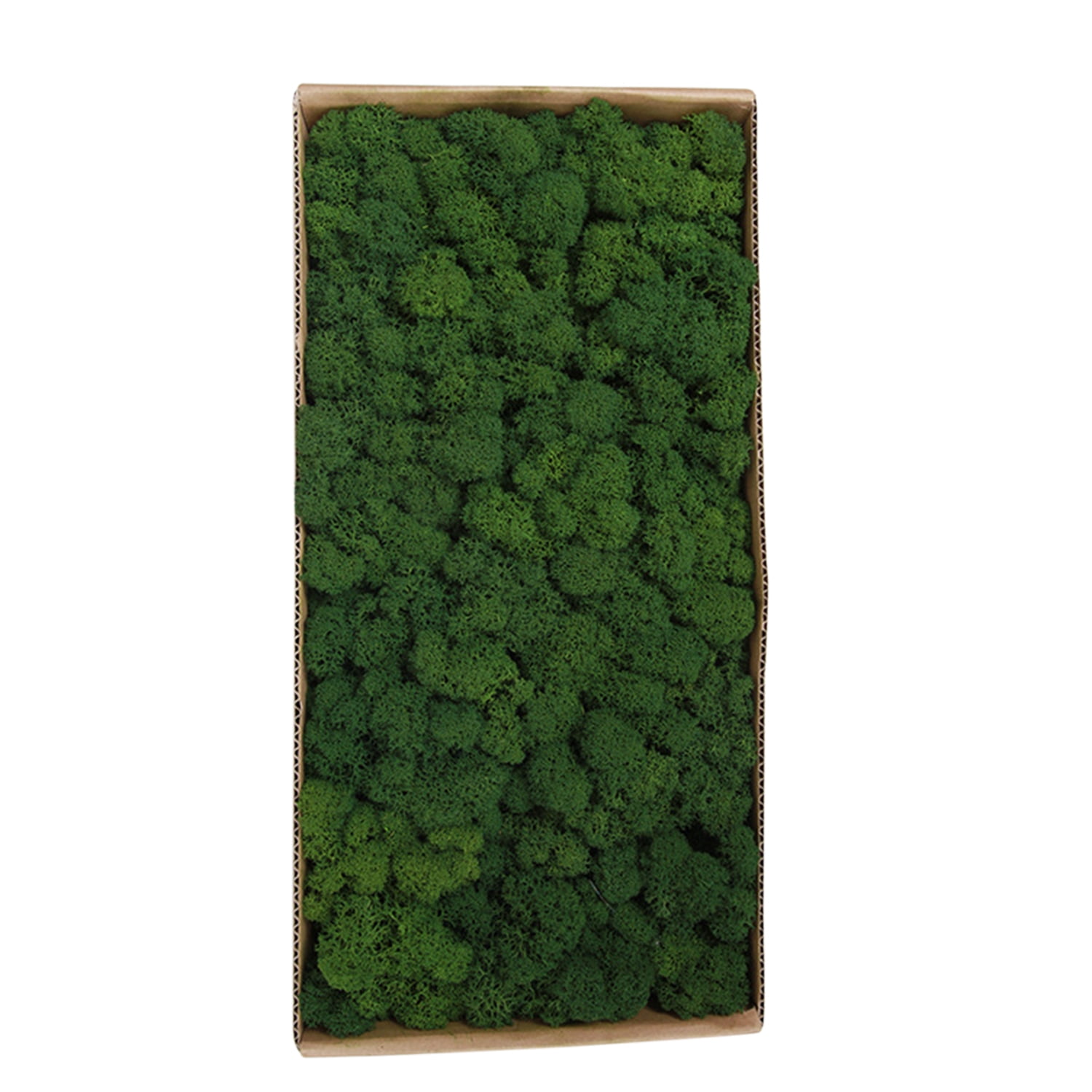 Preserved Moss Wall Decor Real Preserved Moss No Maintenance Required Naturally Preserved Moss for Home Wall Party Festivals Crafts Xmas Indoor Office Decoration Funien