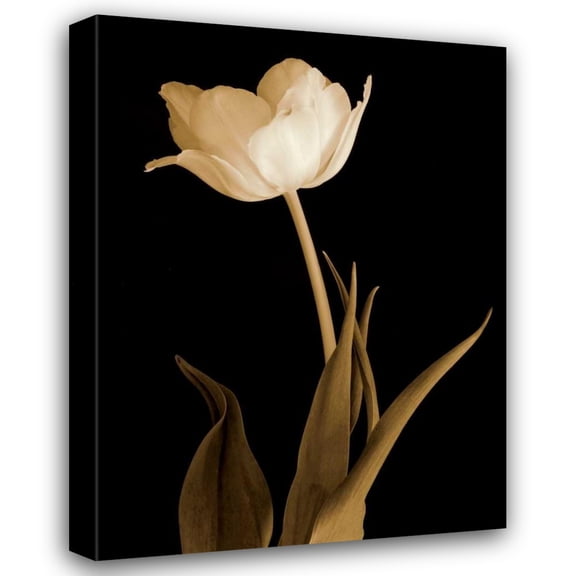 Charles Britt 19x24 Gallery Wrapped Canvas Wall Art Titled - Splendid Beauty