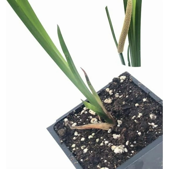 Sweet Flag (Acorus americanus, A. calamus var. americanus) Organic Plant in 2.5-inch Pot by Smoke Camp Crafts- Wetland Plant, Pond Plant