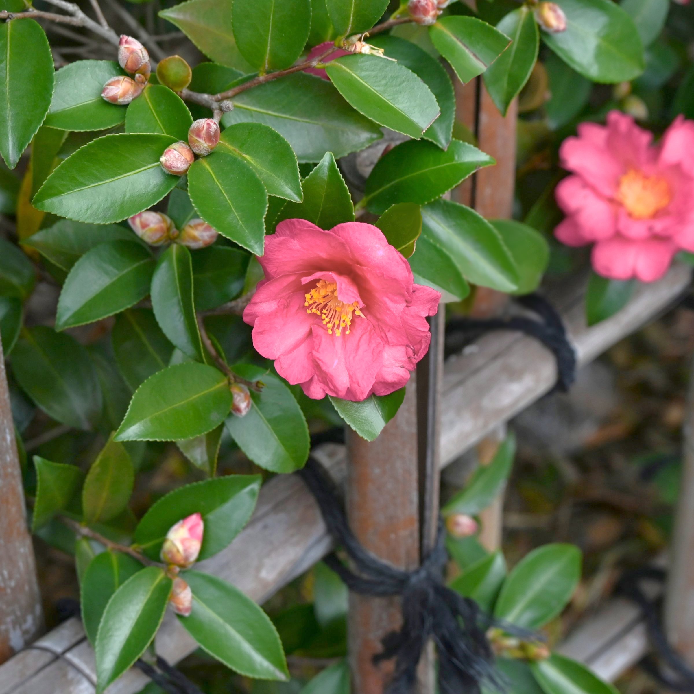 National Plant Network 1 gal. Camellia Sasanqua October Magic Carpet Shrub