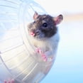 thumbnail image 7 of NOVELAR Clear Plastic Pet Activity Ball, 4 inch, Prevents Escapes While Allowing Natural Movement, Ideal for Hamster Playtime and Daily Exercise, 7 of 7