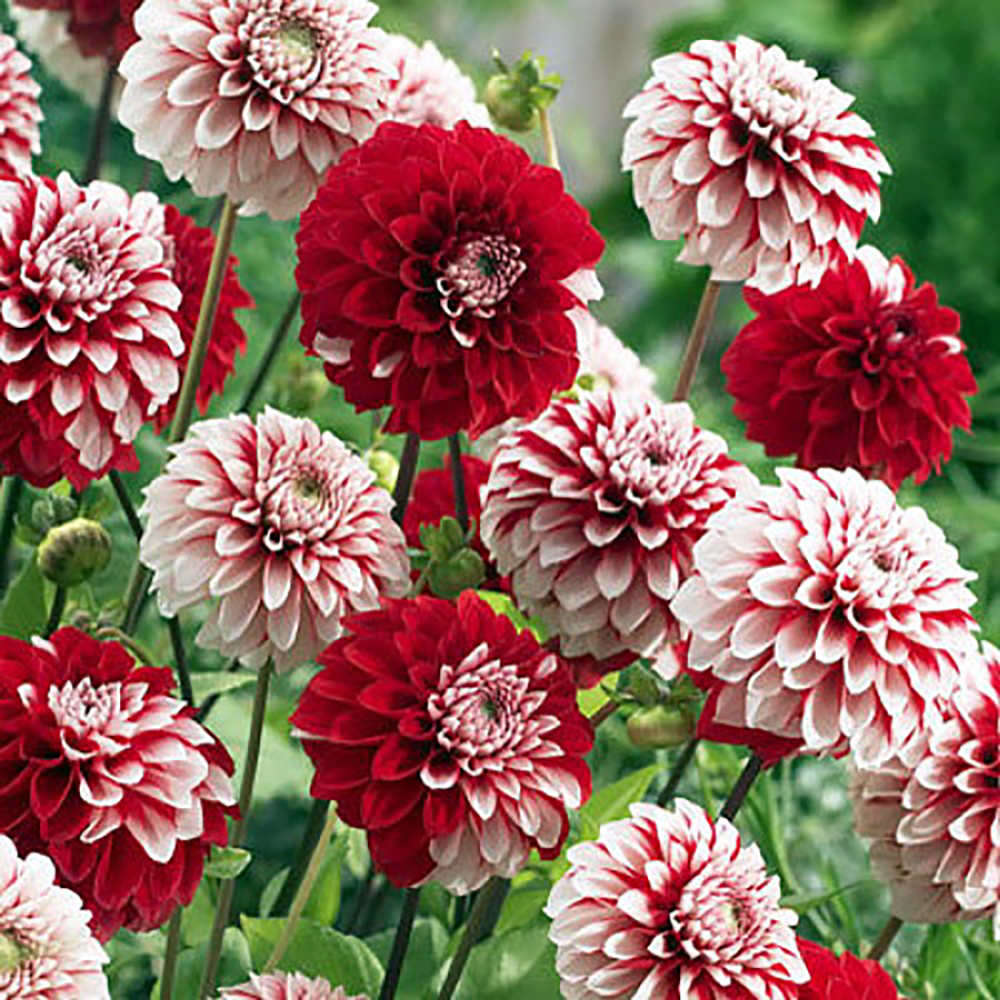 Rexona Dahlia 1 Size Root Clump Many Colored Flowers Red and