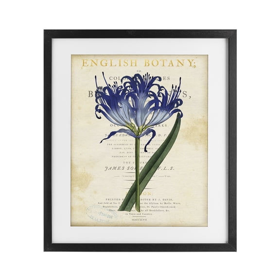 Stupell Industries Shabby Chic English Botany Blue Floral Black Framed Print Under Glass, 13 x 16, by Susan Arnot