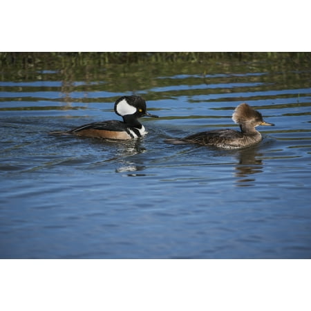 A pair of Hooded Mergansers swim near the auto tour route at Ridgefield National Wildlife Refuge Ridgefield Washington United States of America Poster Print by Robert L Potts  Design