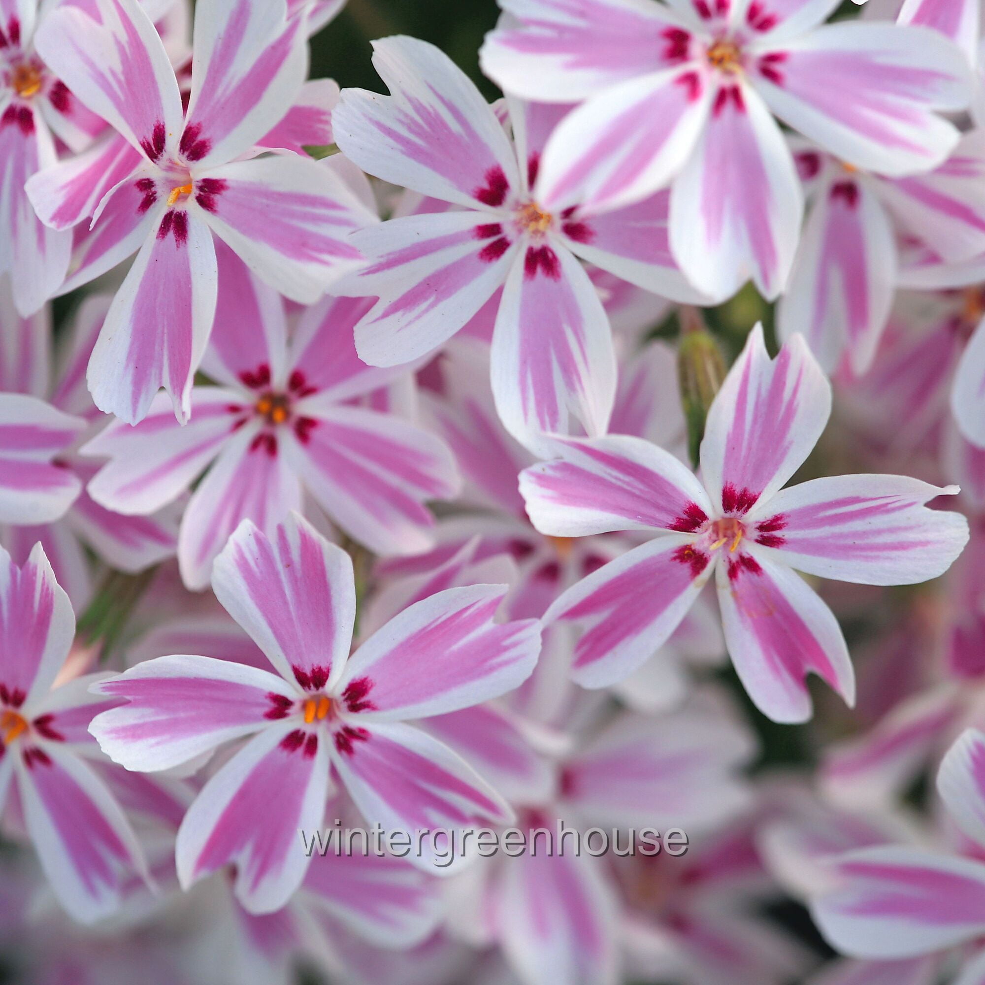 Phlox Subulata, Candy Stripe, Creeping Phlox, Moss Pinks - Pot Size: 4x 2.63x1.72x2.75" - Flowering Plants, Ground Cover Plants