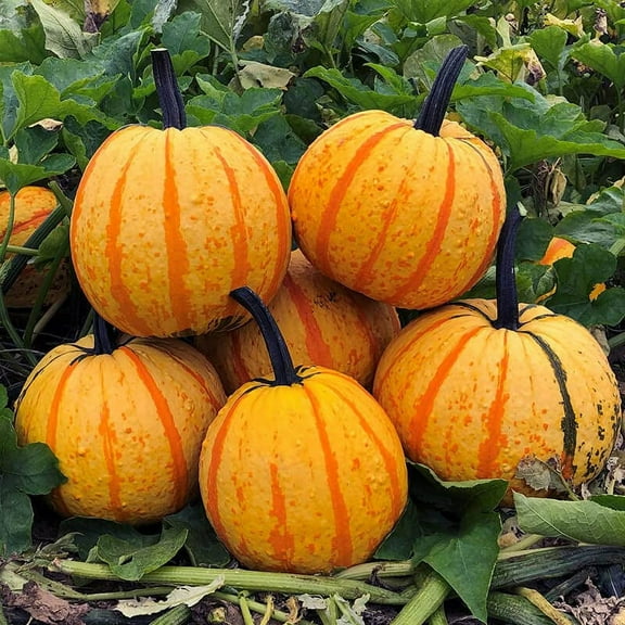 Fireball Pumpkin Seeds for Planting (10 Seeds) Vibrant Coloring Looks Like a Ball of Fire