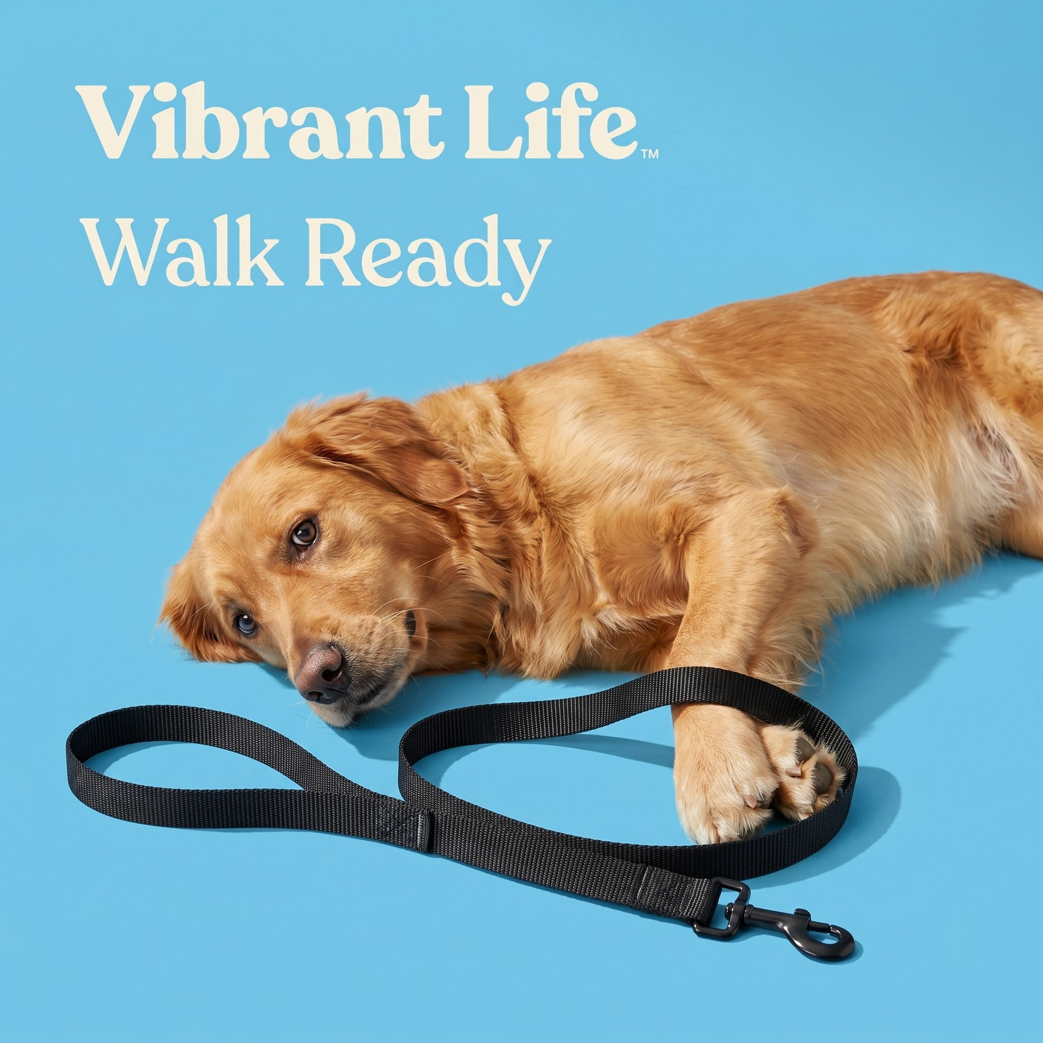 Vibrant Life 4' Solid Polyester Leash, Black, M