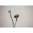 thumbnail image 3 of Larson, Nathan 18x13 Black Modern Framed Museum Art Print Titled - Daylily Pod Study, 3 of 5
