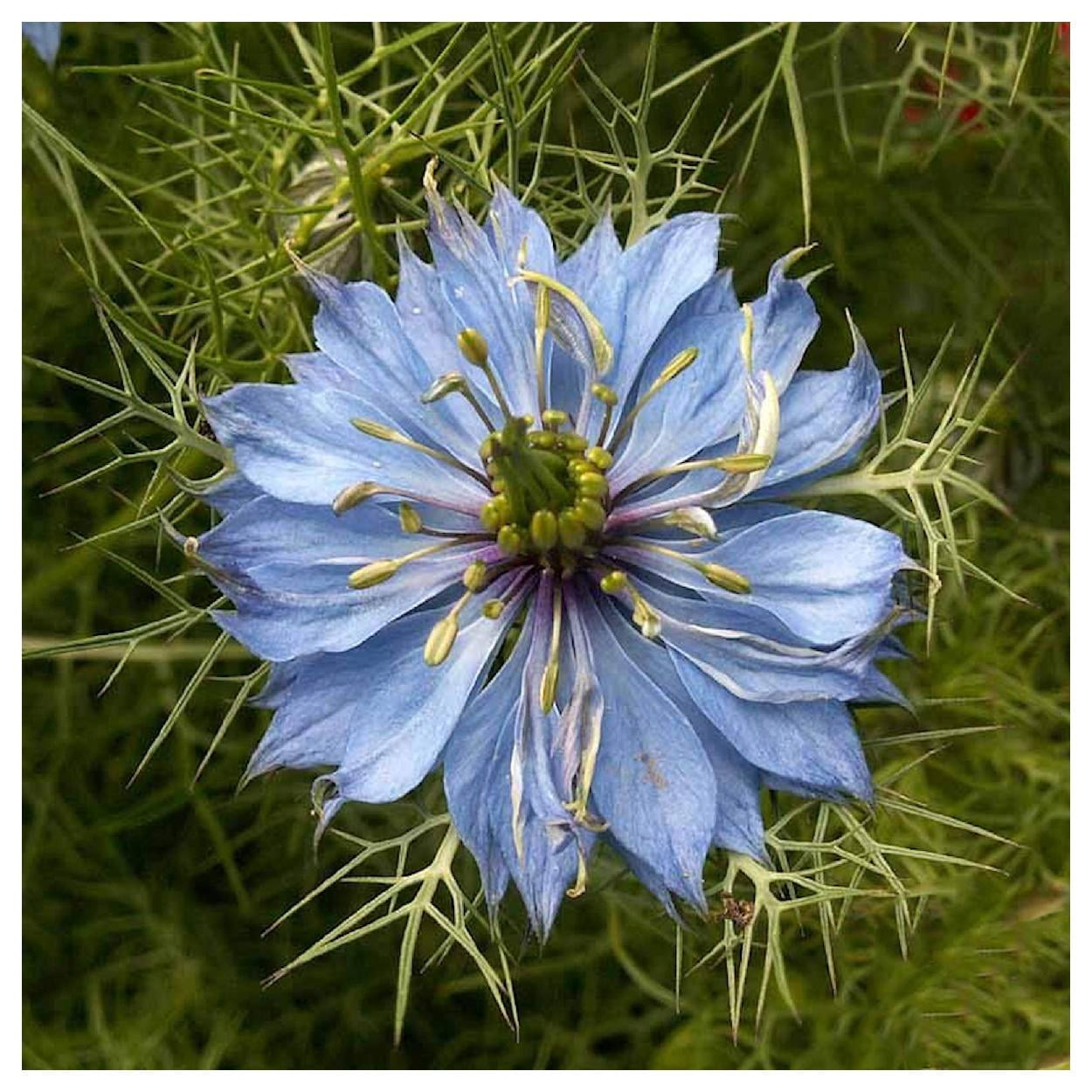 Everwilde Farms - 1 lb Love In A Mist Garden Flower Seeds - Gold Vault Bulk Seed Packet