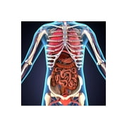 Human Body Organs Skeletal System 3D Illustration Educational Chart Cool Huge Large Giant Poster Art 36x54