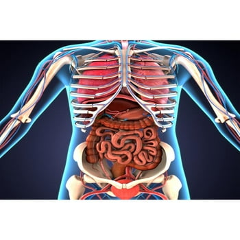 Human Body Organs Skeletal System 3D Illustration Educational Chart Cool Huge Large Giant  Art 36x54