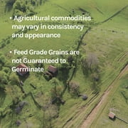 New Country Organics | Organic Milo for Livestock | Certified Organic and Non-GMO | Feed Grade| 40 lbs