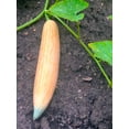 thumbnail image 2 of TomorrowSeeds - North Georgia Candy Roaster Seeds - 10+ Count - For 2025 Planting Georgia Pumpkin, 2 of 9