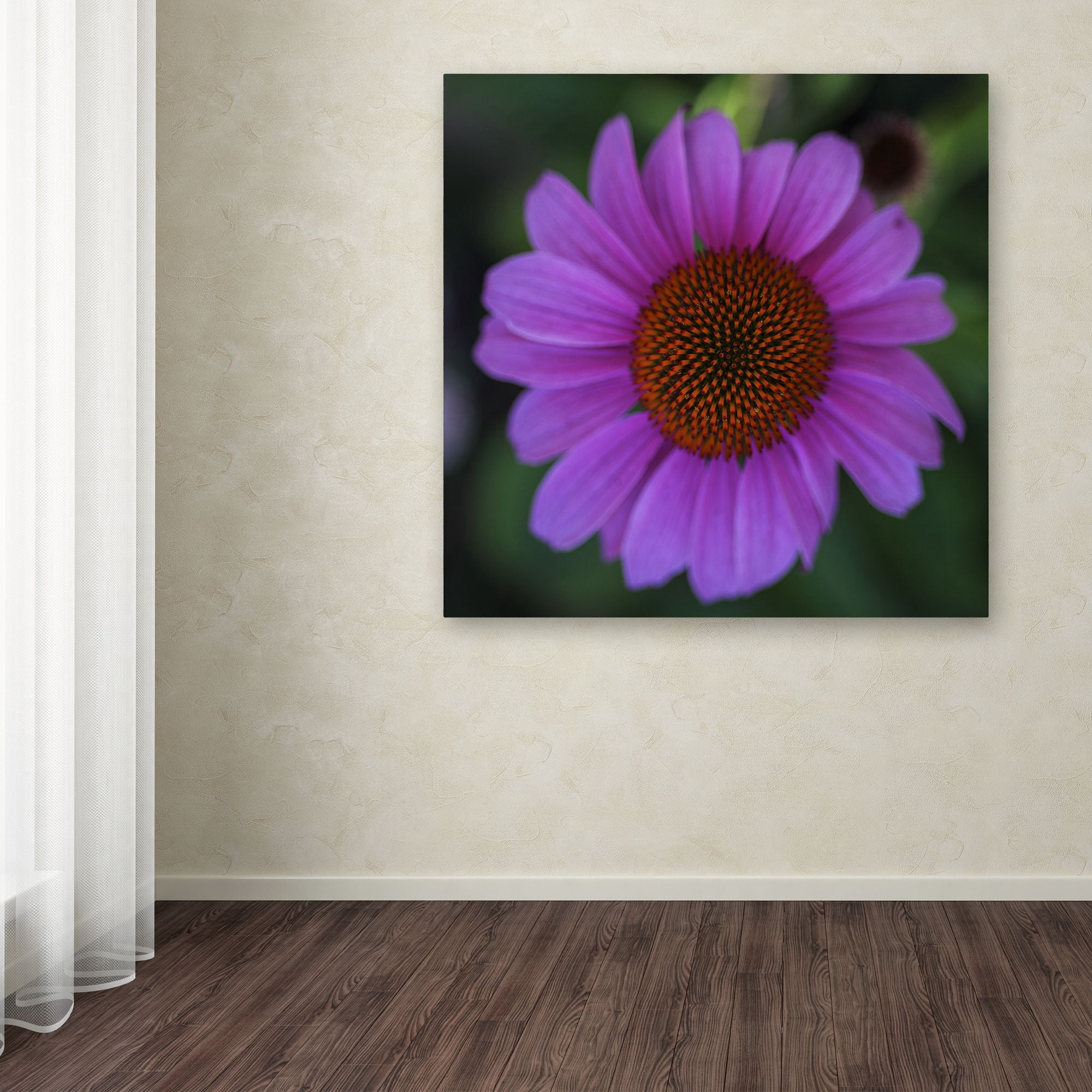 Kurt Shaffer 'Purple Coneflower' Huge Canvas Art 35 x 35