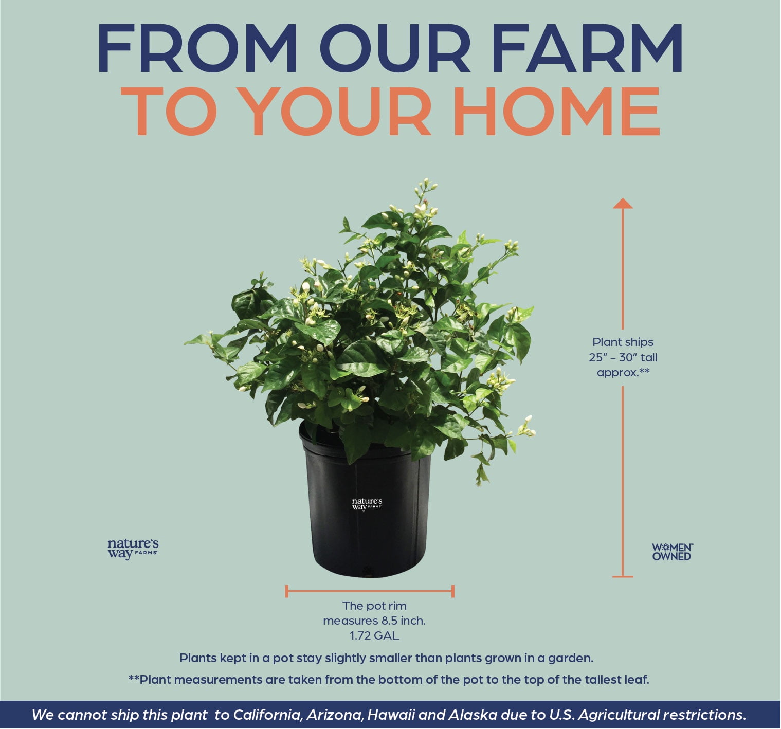 Nature's Way Farms Jasmine Sambac Live Flowering Plant (25-30 in. Tall) in Grower Pot May Ship Without Flowers