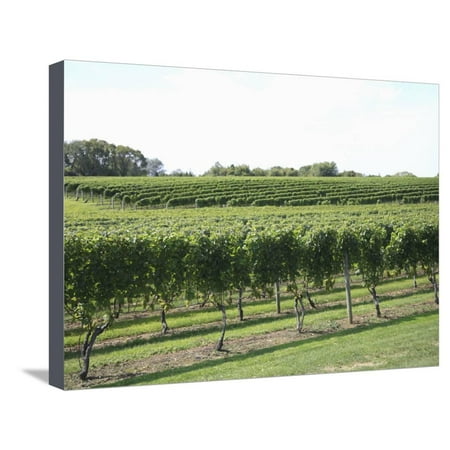 Vineyard of Winery, the Hamptons, Long Island, New York, United States of America, North America Stretched Canvas Print Wall Art By Wendy (Best Wineries North Fork Long Island)