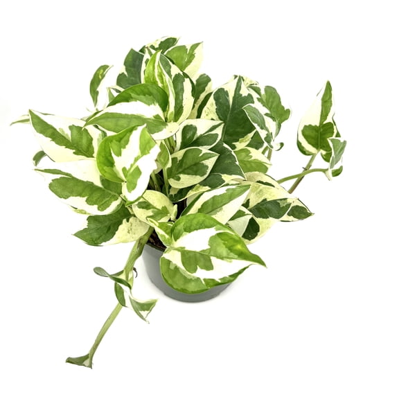 Pothos N'Joy Green and White Pothos Epipremnum Aureum Live Plants, 4 in Pot, Air Purifying, Easy Care, Trailing