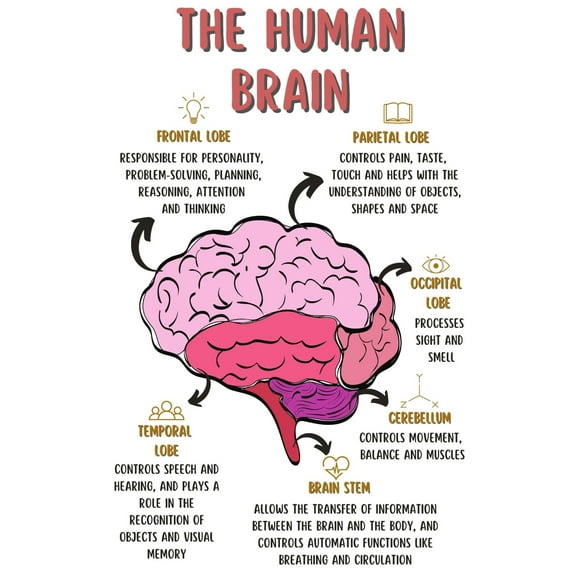 The Human Brain Poster, Mental Health Office Print, Therapy Decor Art, Therapist Psychologist Guidance Counselor Office Decor Wall Art