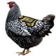 thumbnail image 1 of Pollo Con Correa Ajustable Protector De Alas De Montura De Gallina Para Espalda Y Costados Serendint HA044940-03, 1 of 6