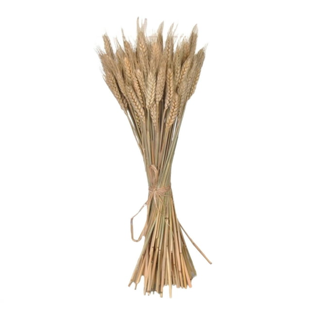 leyfeng 100 tallos de flores secas, orejas de trigo natural, tallos de trigo secos, paquete de flores de grano de trigo para