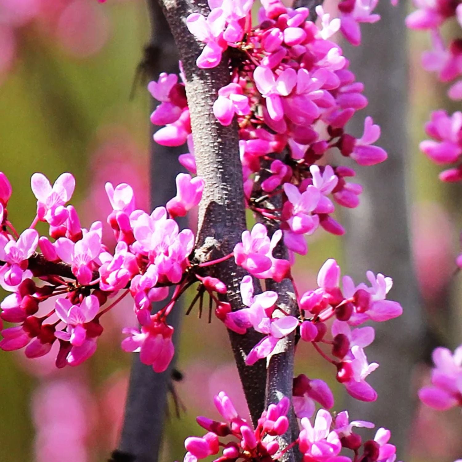 Expert Gardener 2-3 ft. tall Ruby Falls Weeping Redbud Tree in 5- Gallon Grower Pot