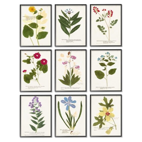 Stupell Industries Latin Botanical Flower Study Vintage Illustrations Antique Script Graphic Art Black Framed Art Print Wall Art Set of 9, 11x14, by Vision Studio