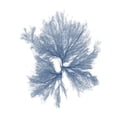 thumbnail image 3 of Vision Studio 20x20 Black Modern Framed Museum Art Print Titled - Navy Seaweed III, 3 of 5