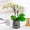 Gray, variant on Yellow Self-Watering Transparent Flower Pot for Hydroponics - Plastic Planters with Absorbent String, 4.72x4.13x4.53in, Auto-Irrigation Pot for Home Decor
