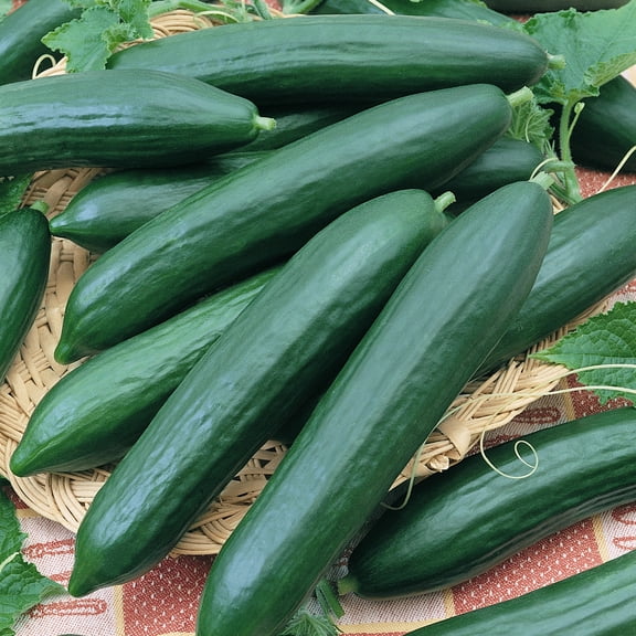 Eversweet F1 Hybrid Cucumber Seeds - 3 g Packet ~100 Seeds - Non-GMO, F1 Hybrid - Vegetable Garden - Cucumis sativus
