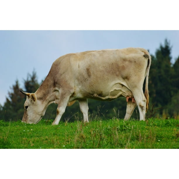 Cow Cute Livestock Allgaƒae A A Aƒa Sa A U Animal Pasture Beef Inch By 30 Inch Laminated Poster With Bright Colors And Vivid Imagery Fits Perfectly In Many Attractive Frames Walmart Com Walmart Com