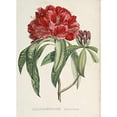 thumbnail image 3 of Reichenbach, H.G.L. 14x18 Black Modern Framed Museum Art Print Titled - RhododendMaps Arboreum, 3 of 5