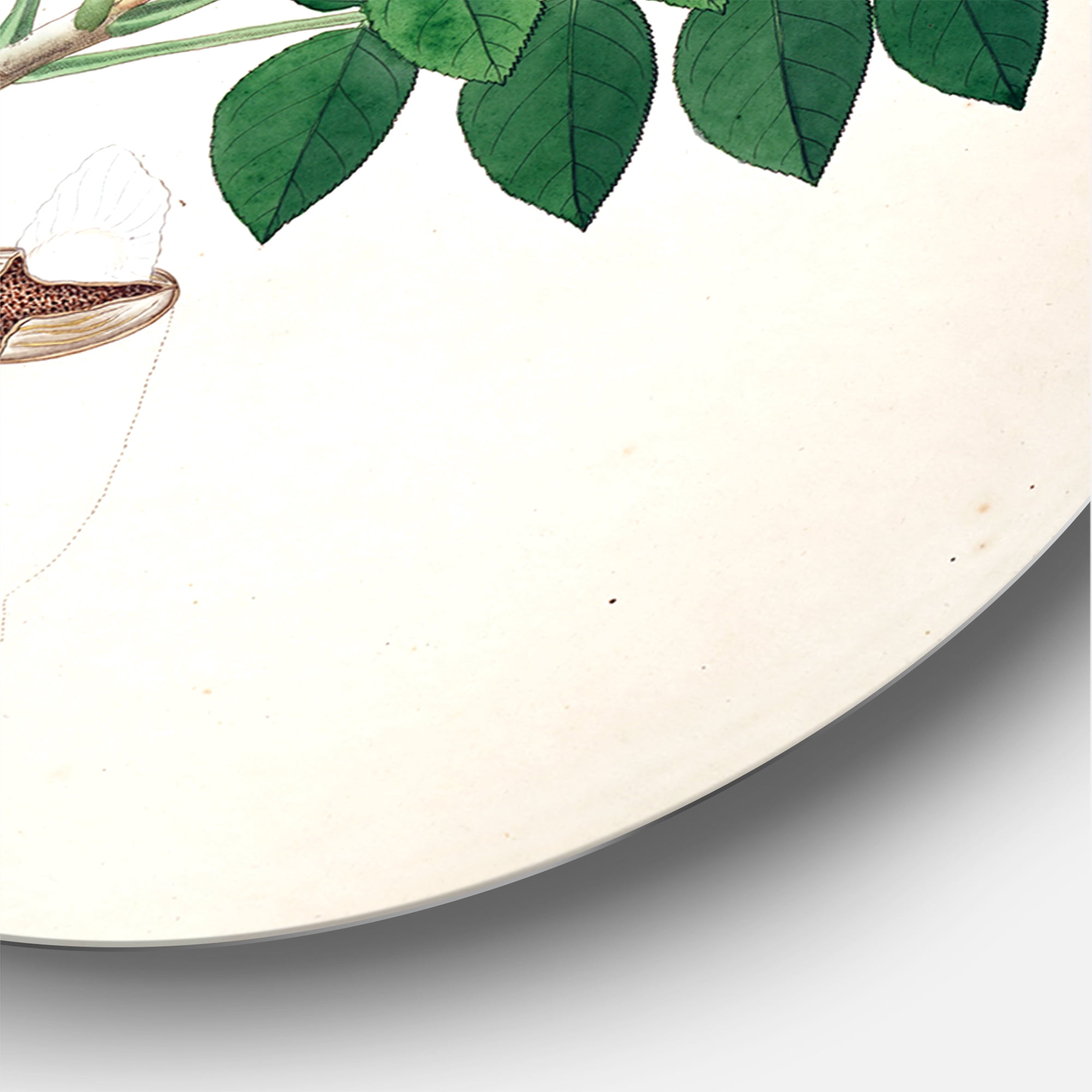 Designart 'Ancient Botanicals IX' Farmhouse Circle Metal Wall Art 23x23 - Disc of 23