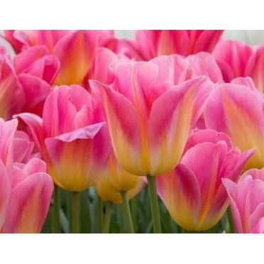 Tom Pouce Tulip Bulbs for Planting - Easy to Grow, Plant in Fall, Winter or Early Spring (20 Bulbs)