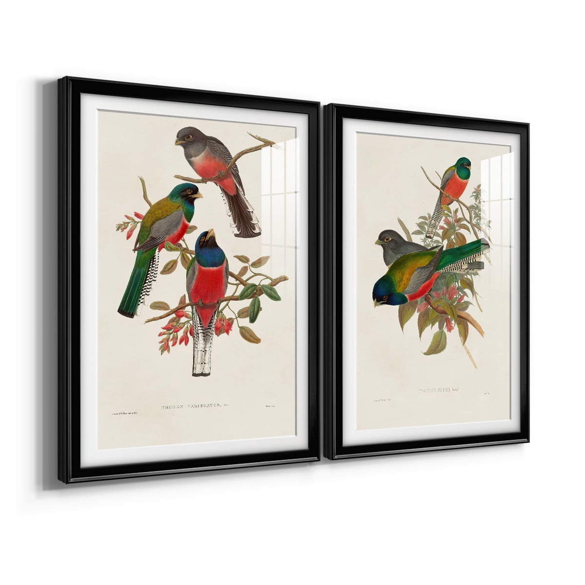 Wexford Home Elegant Trogons IX Premium Framed Print, 26.5" x 36.5" - Ready to Hang, Black (Set of 2)