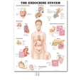 thumbnail image 3 of Arte mural científico Sistema muscular Diagrama de anatomía humana Suministros de educación médica Pósteres e impresiones en lienzo al óleo en alta definición Decoración del hogar, 3 of 5