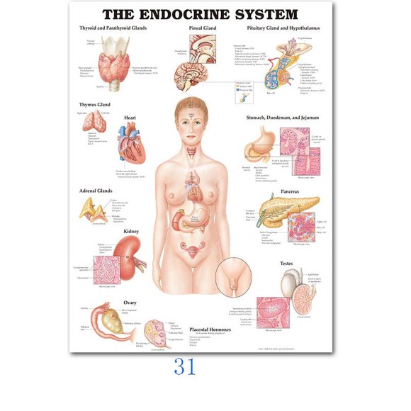 Science Wall Art Muscle System Human Anatomy Diagram Medical Education Supplies HD Oil On Canvas Posters And Prints Home DecorDimensions: 50*70 cm, unframed.,31