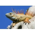 thumbnail image 2 of Williams, Joanne 18x13 White Modern Wood Framed Museum Art Print Titled - Florida, Lighthouse Point Male iguana on tree, 2 of 4
