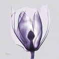 thumbnail image 2 of Koetsier, Albert 15x15 Black Ornate Wood Framed with Double Matting Museum Art Print Titled - Purple Tulip Bud on Purple, 2 of 4