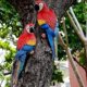 thumbnail image 1 of Realistic Parrot Resin Bird Animal Ornament Hanging 31cm Look Right Blue, 1 of 2